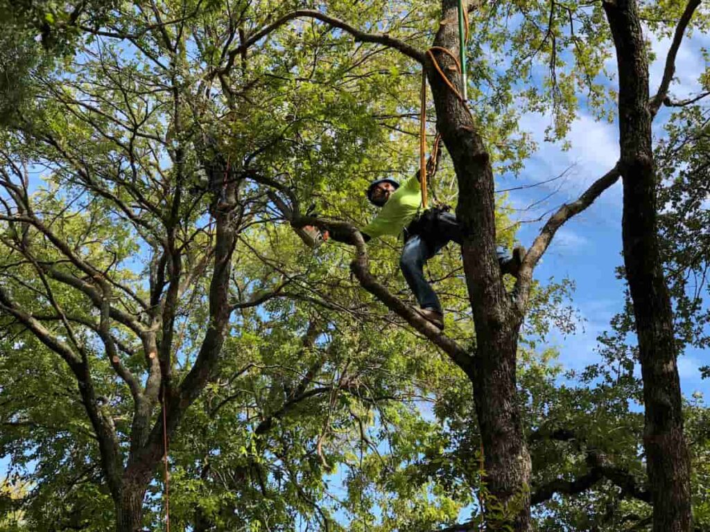 Expert Tree Removal