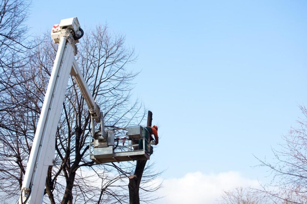 Tree Removal North Shore