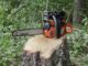 arborist hills district