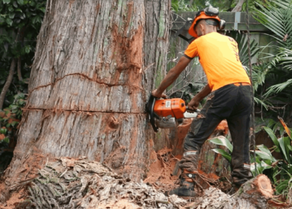 Tree Removal North Shore