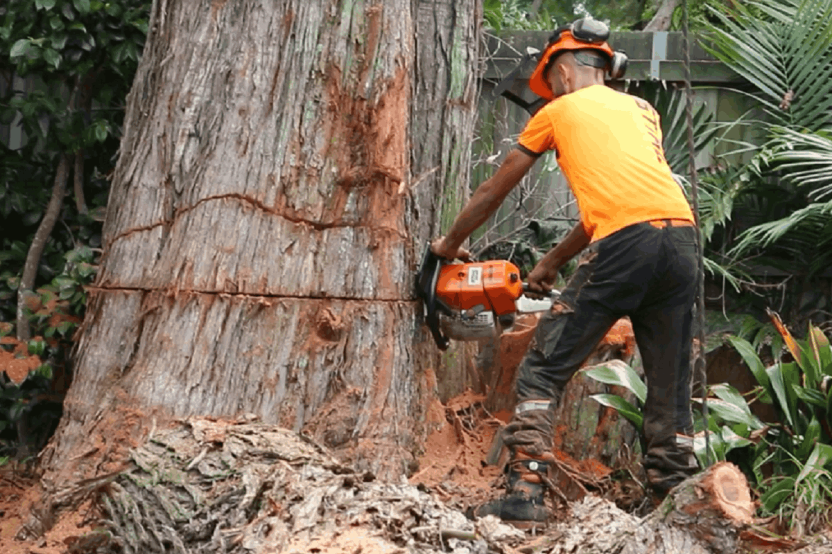 Your North Shore Specialists in Tree Removal: Safe, Reliable, Efficient