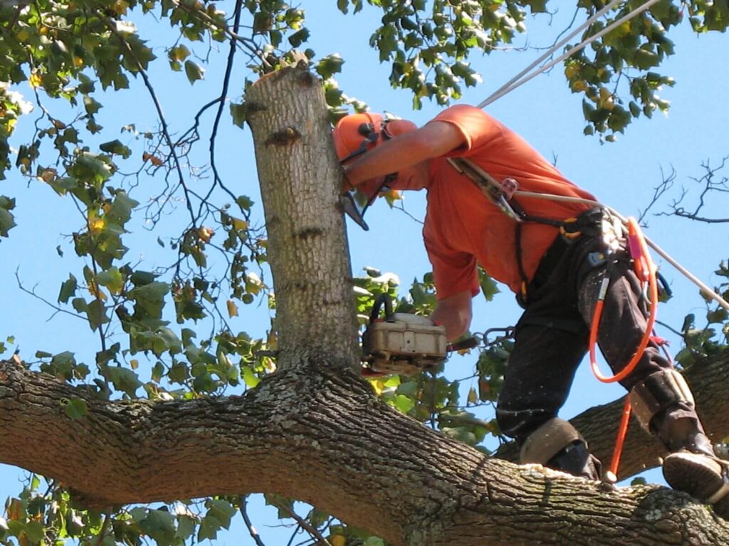 Tree Arborist Sydney