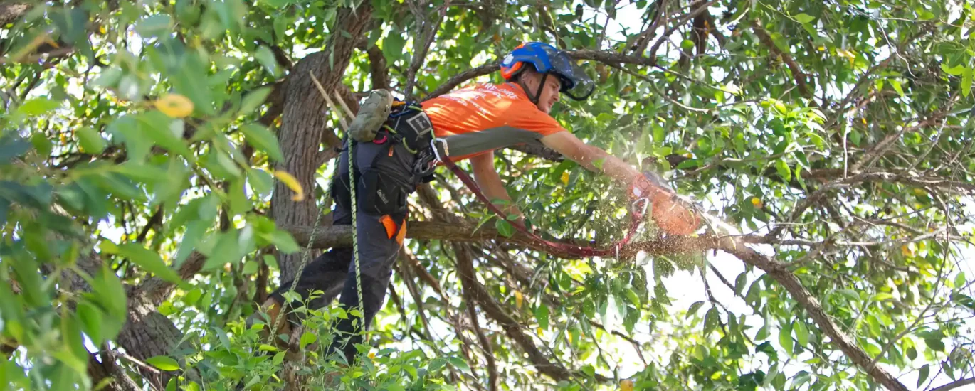 tree service cost to remove tree