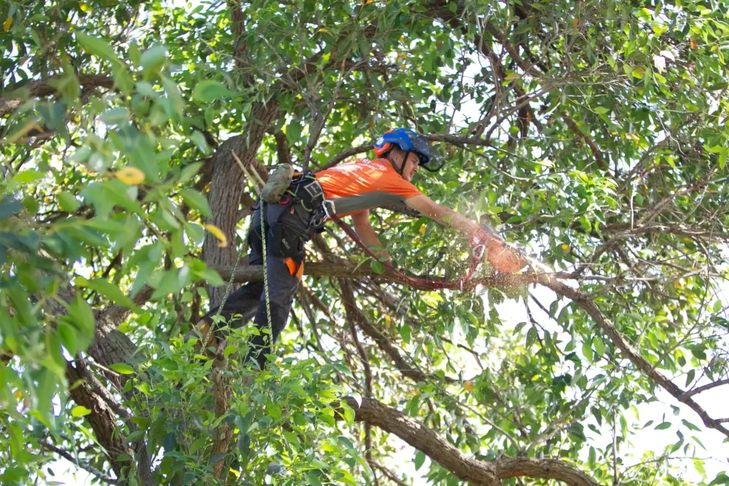 arborists