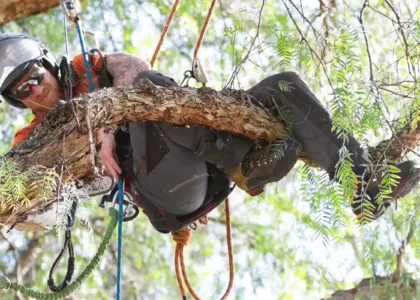 Tree Arborist Sydney