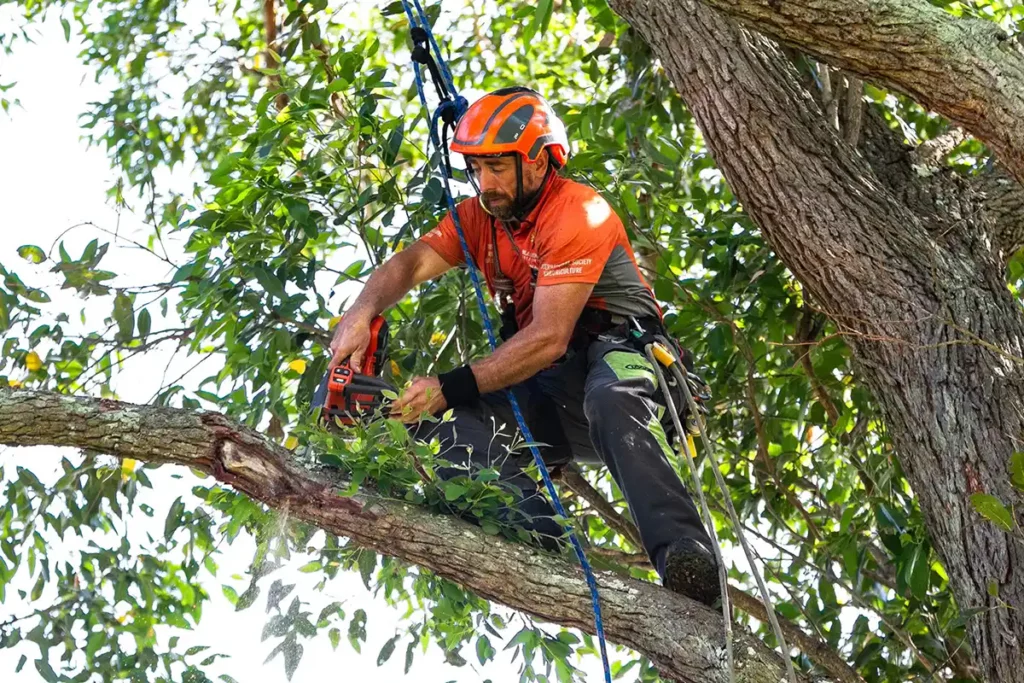 arborists