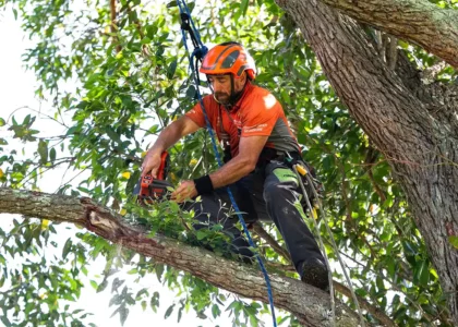 arborists