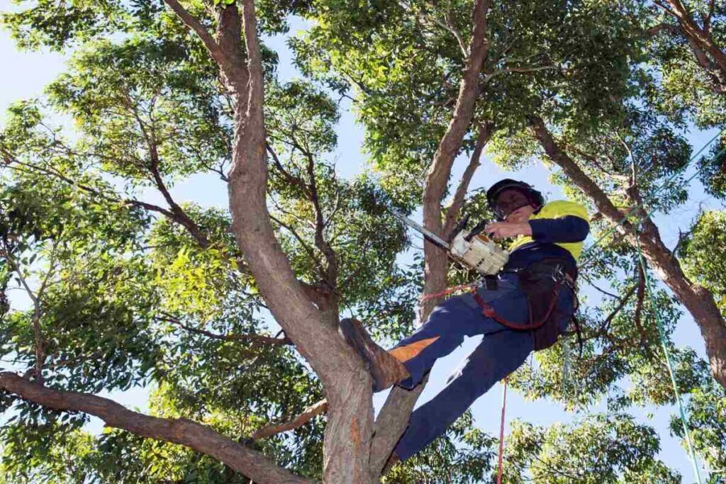 tree trimming