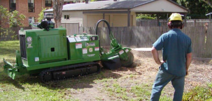 Stump Grinding in Sydney: What Happens After the Tree Is Gone?