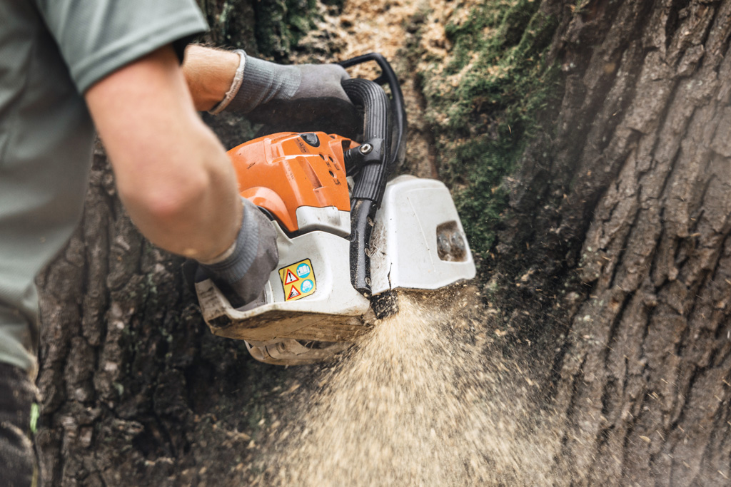 Stump Grinding in Sydney: What Happens After the Tree Is Gone?