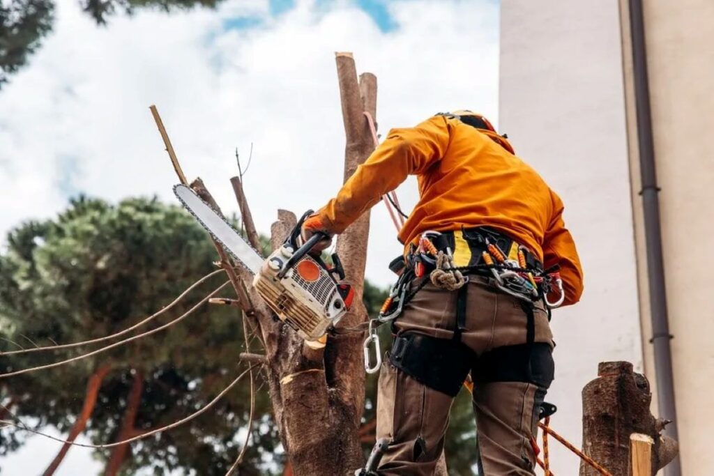 Arborist Services Sydney