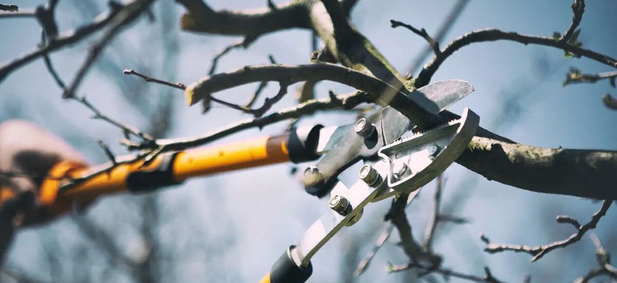 Arborist Services Sydney