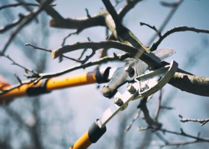 Arborist Services Sydney