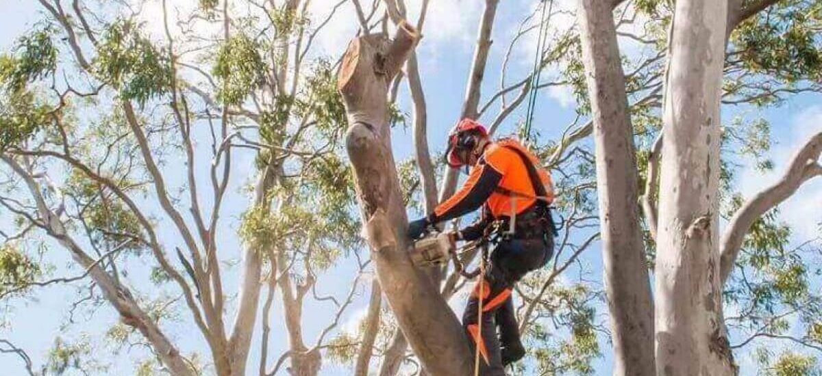 Arborist Services Sydney