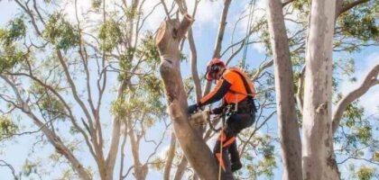 Arborist Services Sydney