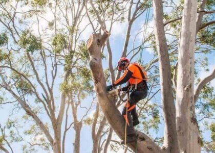 Arborist Services Sydney