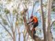 Arborist Services Sydney